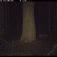 Trichosurus vulpecula (Common Brushtail Possum) at Bonny Hills, NSW - 12 Dec 2024 by pls047