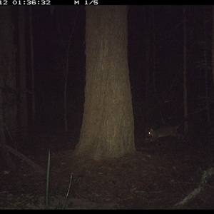 Trichosurus vulpecula (Common Brushtail Possum) at Bonny Hills, NSW - 12 Dec 2024 by pls047
