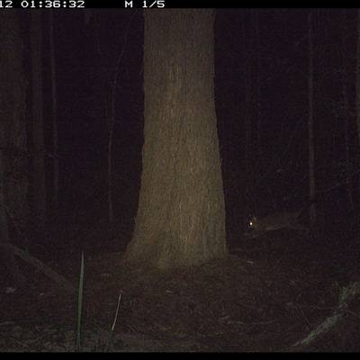 Trichosurus vulpecula (Common Brushtail Possum) at Bonny Hills, NSW - 12 Dec 2024 by pls047