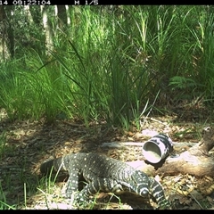 Varanus varius (Lace Monitor) at Dunbogan, NSW - 14 Jan 2025 by Nette