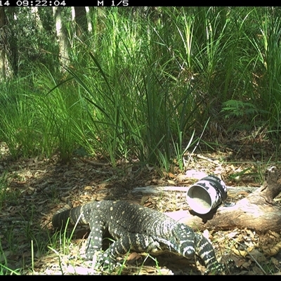 Varanus varius (Lace Monitor) at Dunbogan, NSW - 14 Jan 2025 by Nette