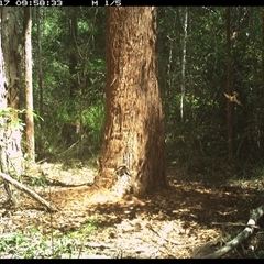 Rhipidura rufifrons (Rufous Fantail) at Bonny Hills, NSW - 17 Dec 2024 by pls047