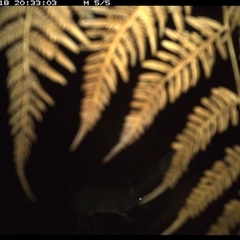 Perameles nasuta (Long-nosed Bandicoot) at Dunbogan, NSW - 18 Jan 2025 by Nette