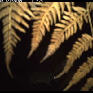 Perameles nasuta (Long-nosed Bandicoot) at Dunbogan, NSW - 18 Jan 2025 by Nette