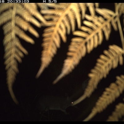 Perameles nasuta (Long-nosed Bandicoot) at Dunbogan, NSW - 18 Jan 2025 by Nette
