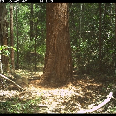 Meliphaga lewinii (Lewin's Honeyeater) at Bonny Hills, NSW - 25 Dec 2024 by pls047