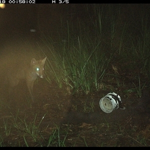 Vulpes vulpes (Red Fox) at Dunbogan, NSW - 18 Jan 2025 by Nette