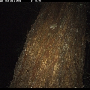 Antechinus sp. (genus) (Unidentified Antechinus) at Bonny Hills, NSW - 18 Jan 2025 by pls047