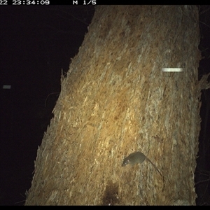 Antechinus stuartii (Brown Antechinus) at Bonny Hills, NSW - 22 Jan 2025 by pls047