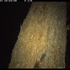 Antechinus stuartii at Bonny Hills, NSW - 22 Jan 2025 11:34 PM