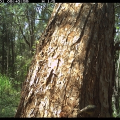 Eopsaltria australis (Eastern Yellow Robin) at Bonny Hills, NSW - 1 Feb 2025 by pls047