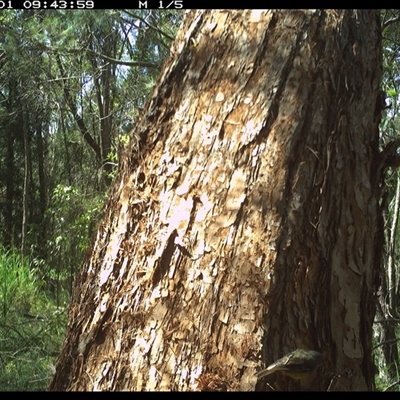 Eopsaltria australis (Eastern Yellow Robin) at Bonny Hills, NSW - 1 Feb 2025 by pls047