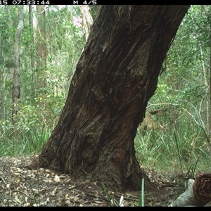 Macropus giganteus (Eastern Grey Kangaroo) at Bonny Hills, NSW - 15 Oct 2024 by pls047