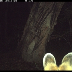 Unverified Mammal at Bonny Hills, NSW - 15 Oct 2024 by pls047