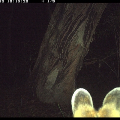Unverified Mammal at Bonny Hills, NSW - 15 Oct 2024 by pls047