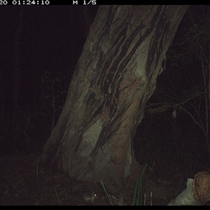 Perameles nasuta (Long-nosed Bandicoot) at Bonny Hills, NSW - 20 Oct 2024 by pls047