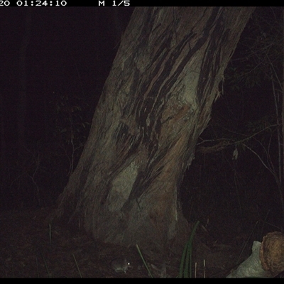 Perameles nasuta (Long-nosed Bandicoot) at Bonny Hills, NSW - 20 Oct 2024 by pls047