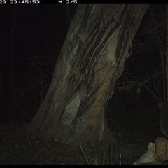 Phascolarctos cinereus (Koala) at Bonny Hills, NSW - 23 Oct 2024 by pls047
