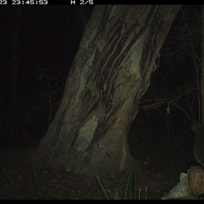 Phascolarctos cinereus (Koala) at Bonny Hills, NSW - 23 Oct 2024 by pls047