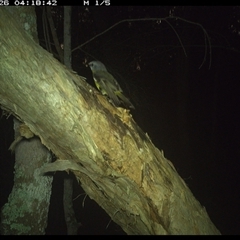 Eopsaltria australis (Eastern Yellow Robin) at Bonny Hills, NSW - 26 Nov 2024 by pls047