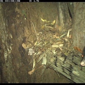 Trichosurus caninus (Mountain Brushtail Possum) at Bonny Hills, NSW - 6 Dec 2024 by pls047