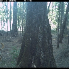 Canis lupus (Dingo / Wild Dog) at Bonny Hills, NSW - 23 Dec 2024 by pls047