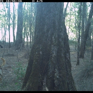 Canis lupus (Dingo / Wild Dog) at Bonny Hills, NSW - 23 Dec 2024 by pls047