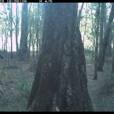 Canis lupus (Dingo / Wild Dog) at Bonny Hills, NSW - 23 Dec 2024 by pls047