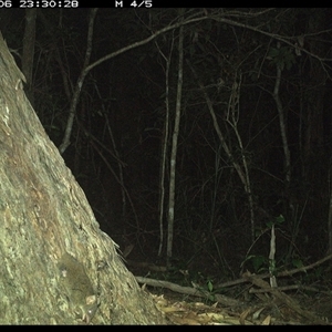 Antechinus stuartii (Brown Antechinus) at Bonny Hills, NSW - 6 Jan 2025 by pls047