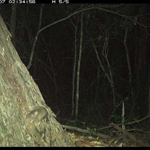 Antechinus flavipes (Yellow-footed Antechinus) at Bonny Hills, NSW - 7 Jan 2025 by pls047