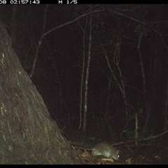Rattus fuscipes (Bush Rat) at Bonny Hills, NSW - 8 Jan 2025 by pls047
