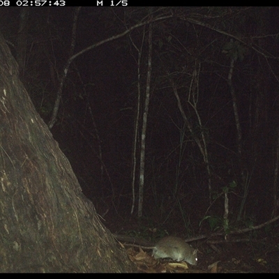 Rattus fuscipes (Bush Rat) at Bonny Hills, NSW - 8 Jan 2025 by pls047