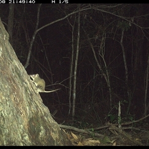 Antechinus stuartii (Brown Antechinus) at Bonny Hills, NSW - 8 Jan 2025 by pls047