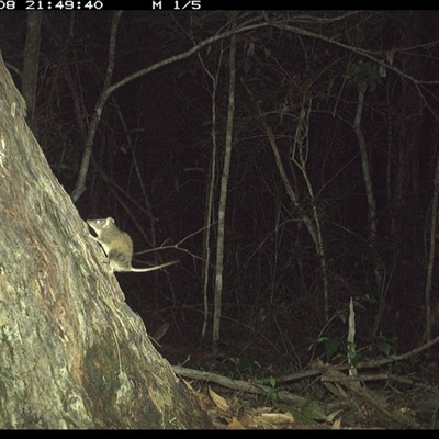 Antechinus stuartii (Brown Antechinus) at Bonny Hills, NSW - 8 Jan 2025 by pls047