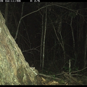 Antechinus stuartii (Brown Antechinus) at Bonny Hills, NSW - 9 Jan 2025 by pls047