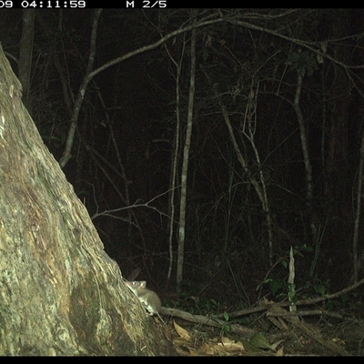 Antechinus stuartii (Brown Antechinus) at Bonny Hills, NSW - 9 Jan 2025 by pls047
