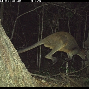 Wallabia bicolor (Swamp Wallaby) at Bonny Hills, NSW - 14 Jan 2025 by pls047