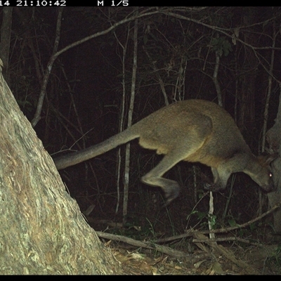 Wallabia bicolor (Swamp Wallaby) at Bonny Hills, NSW - 14 Jan 2025 by pls047