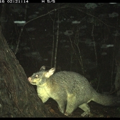 Trichosurus vulpecula (Common Brushtail Possum) at Bonny Hills, NSW - 16 Jan 2025 by pls047