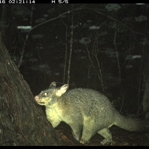 Trichosurus vulpecula (Common Brushtail Possum) at Bonny Hills, NSW - 16 Jan 2025 by pls047