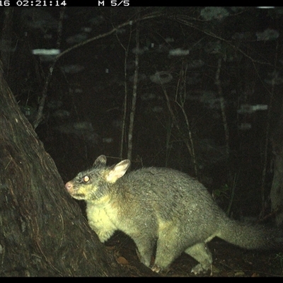 Trichosurus vulpecula (Common Brushtail Possum) at Bonny Hills, NSW - 16 Jan 2025 by pls047