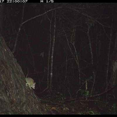 Antechinus stuartii (Brown Antechinus) at Bonny Hills, NSW - 17 Jan 2025 by pls047