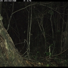 Antechinus stuartii (Brown Antechinus) at Bonny Hills, NSW - 19 Jan 2025 by pls047