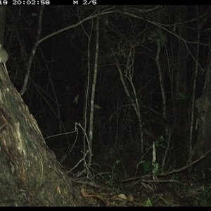 Antechinus stuartii (Brown Antechinus) at Bonny Hills, NSW - 19 Jan 2025 by pls047