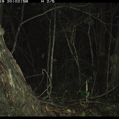 Antechinus stuartii (Brown Antechinus) at Bonny Hills, NSW - 19 Jan 2025 by pls047