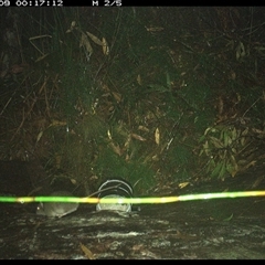 Unverified Mammal at Dunbogan, NSW - 9 Oct 2024 by Nette