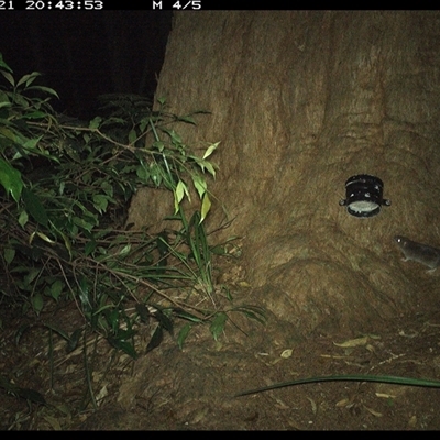Unverified Mammal at Dunbogan, NSW - 21 Dec 2024 by Nette