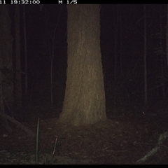 Unverified Mammal at Bonny Hills, NSW - 11 Dec 2024 by pls047