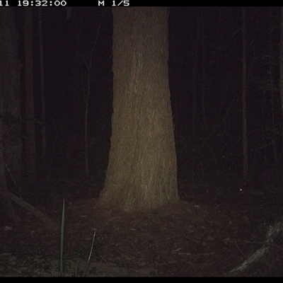 Unverified Mammal at Bonny Hills, NSW - 11 Dec 2024 by pls047