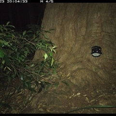 Unverified Mammal at Dunbogan, NSW - 23 Dec 2024 by Nette